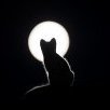 Lunar.Cat